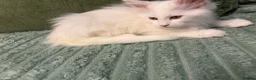 Maine Coon cats for sale: FEMALE MAINE COONS PURE WHITE READY TO LEAVE NOW - Advert 5