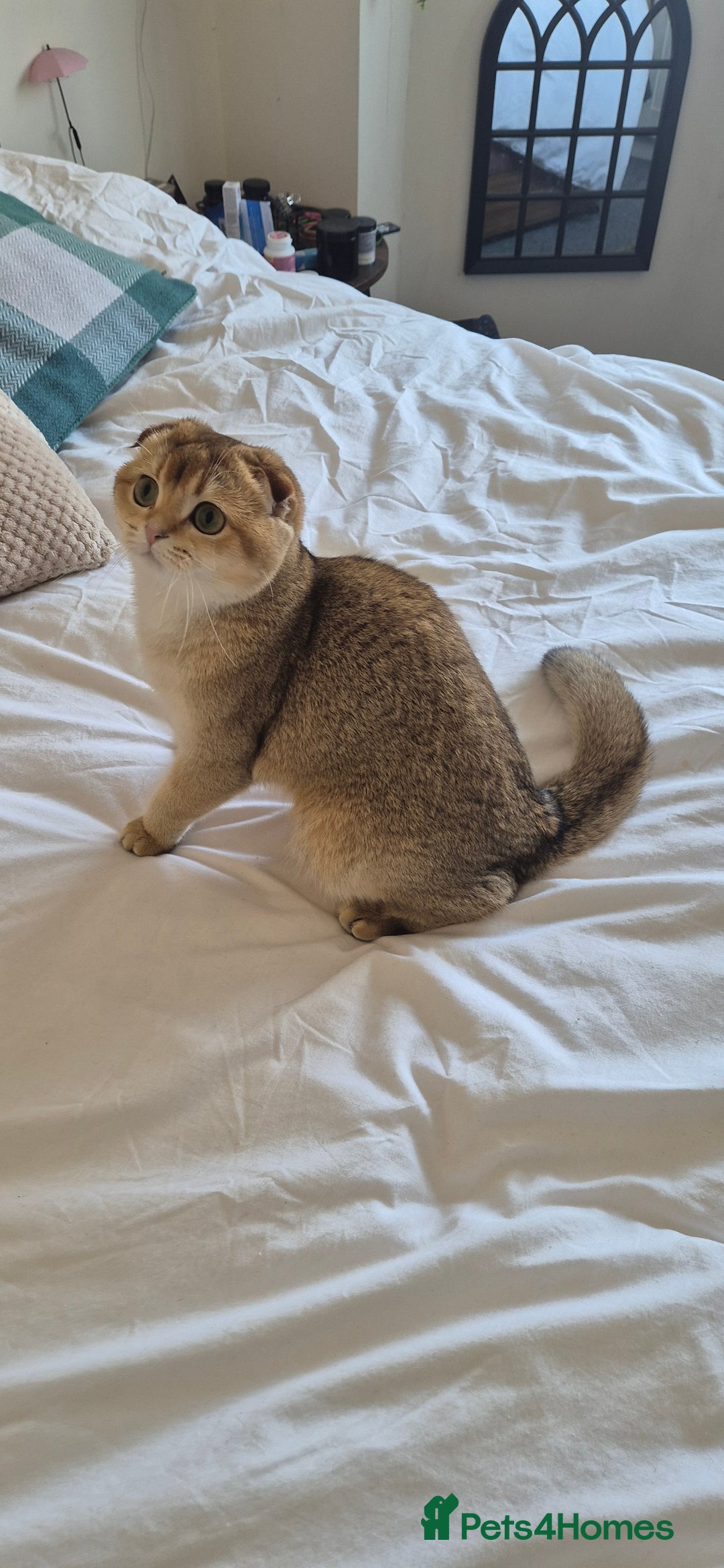 Scottish Fold cats for sale: Beautiful registered Scottish fold girl - Image 6