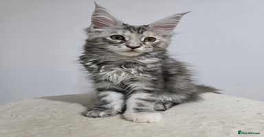 Maine Coon cats - Advert 2