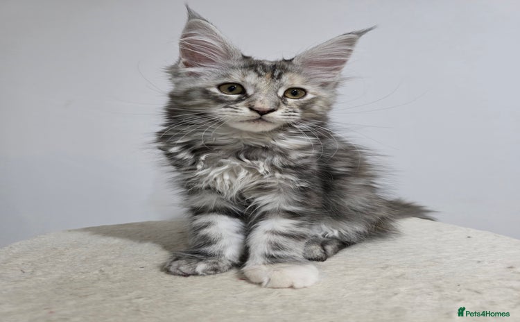 Maine Coon cats - Advert 4
