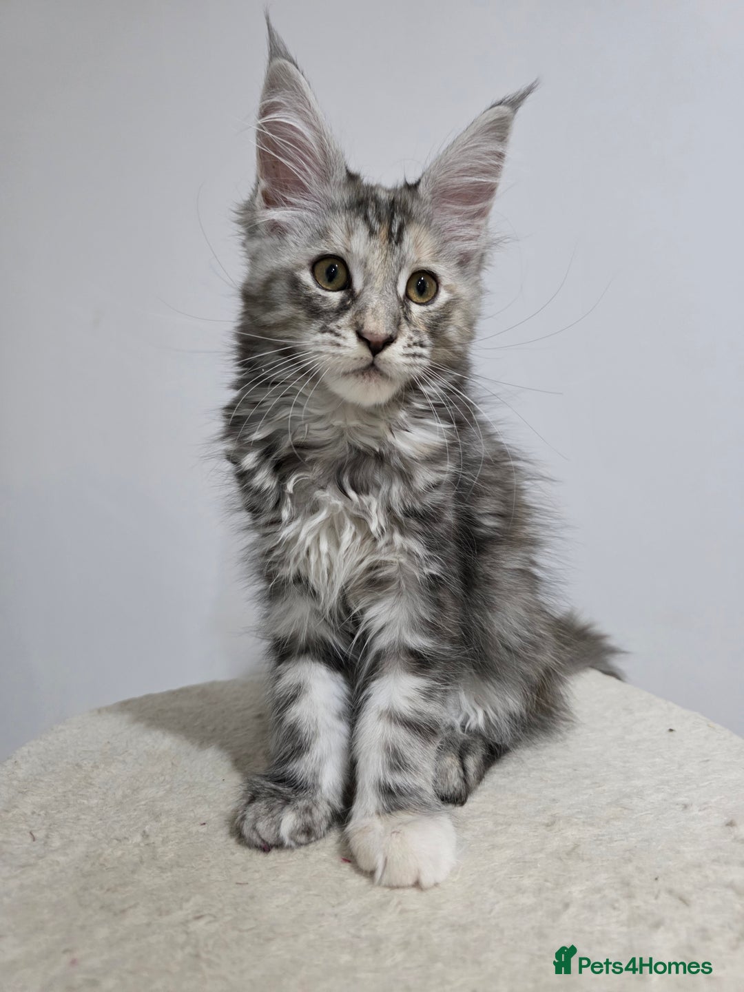 Maine Coon cats for sale: 2 TICA-Registered Maine Coon Kittens Available - Image 8