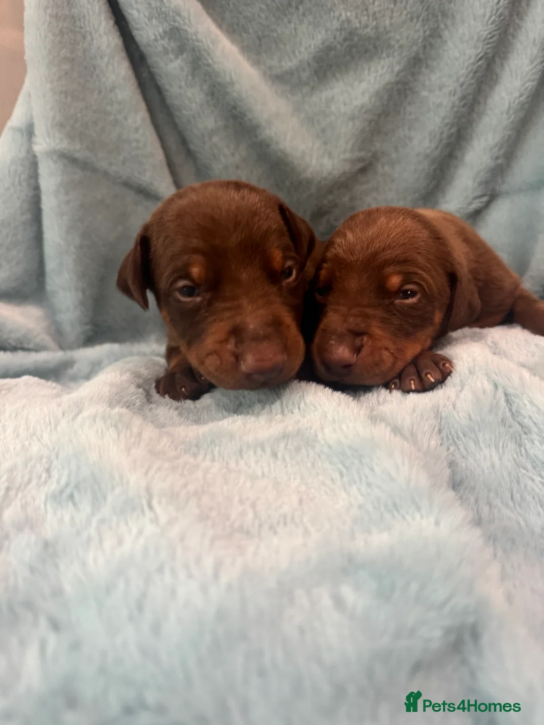 Dobermann dogs for sale: Brown and tanned Doberman puppies KC registered   - Advert 2
