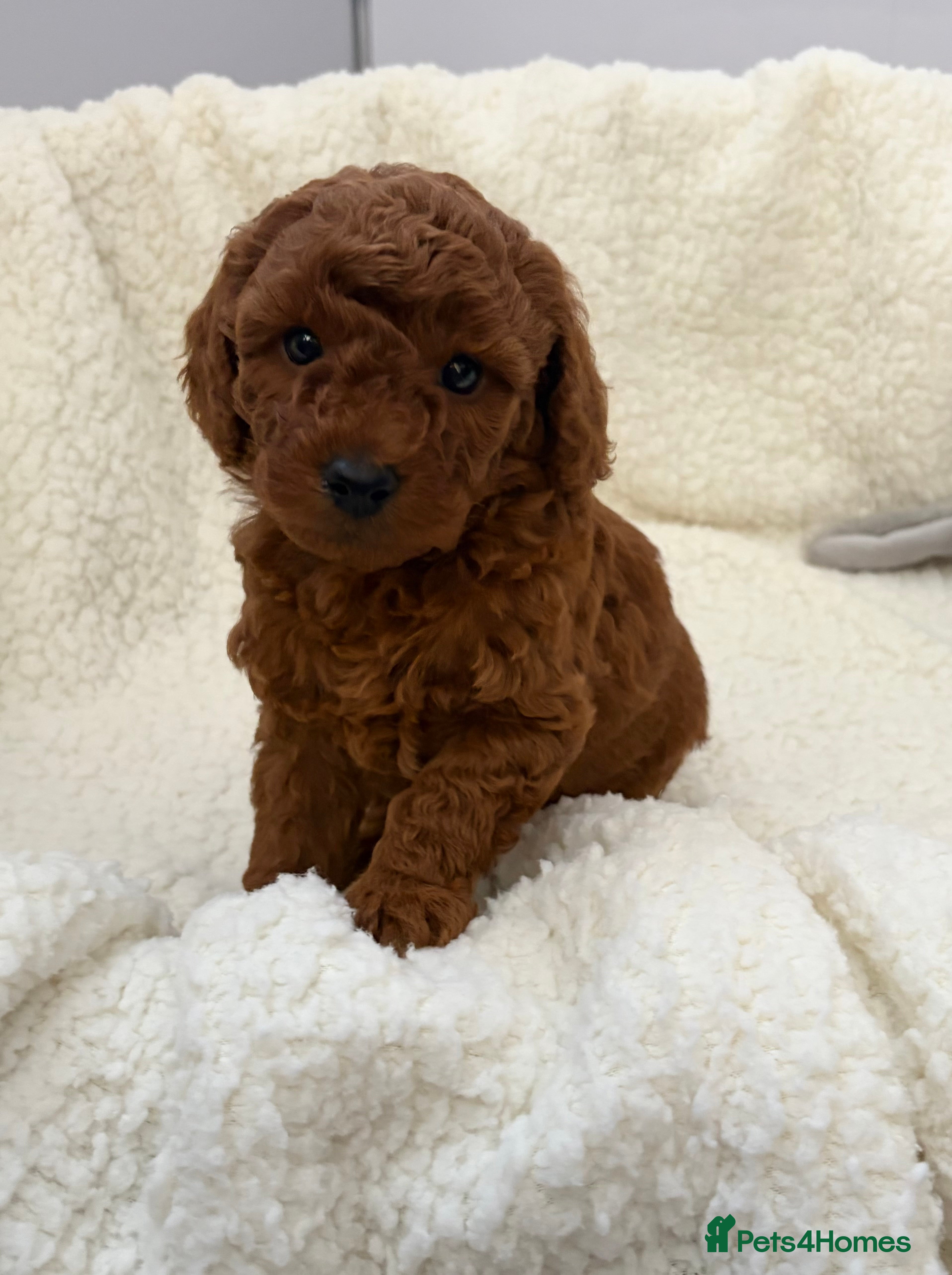 Cavapoo dogs Health tested Cavapoos - Advert 1