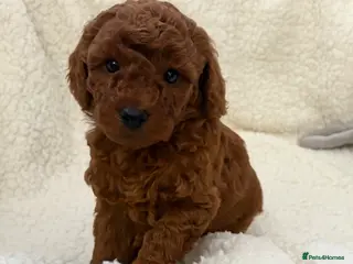 Cavapoo dogs Health tested Cavapoos - Advert 1