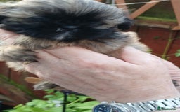 Shih Tzu dogs for sale: 2 x male ShihTzu pups not ready yet - Image 4