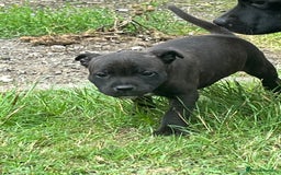 Staffordshire Bull Terrier dogs for sale: Beautiful kc reg.red brindle & white puppies - Image 4