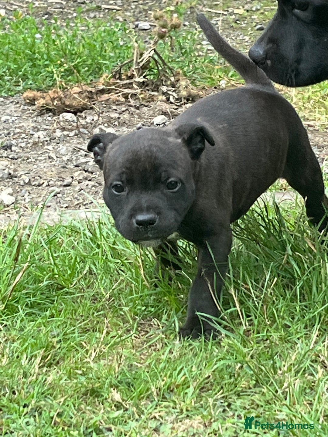 Staffordshire Bull Terrier dogs for sale: Beautiful kc reg.red brindle & white puppies - Image 4