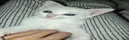 Mixed Breed cats for sale: White Male and stripy/spotty tabby males ready now - Advert 15