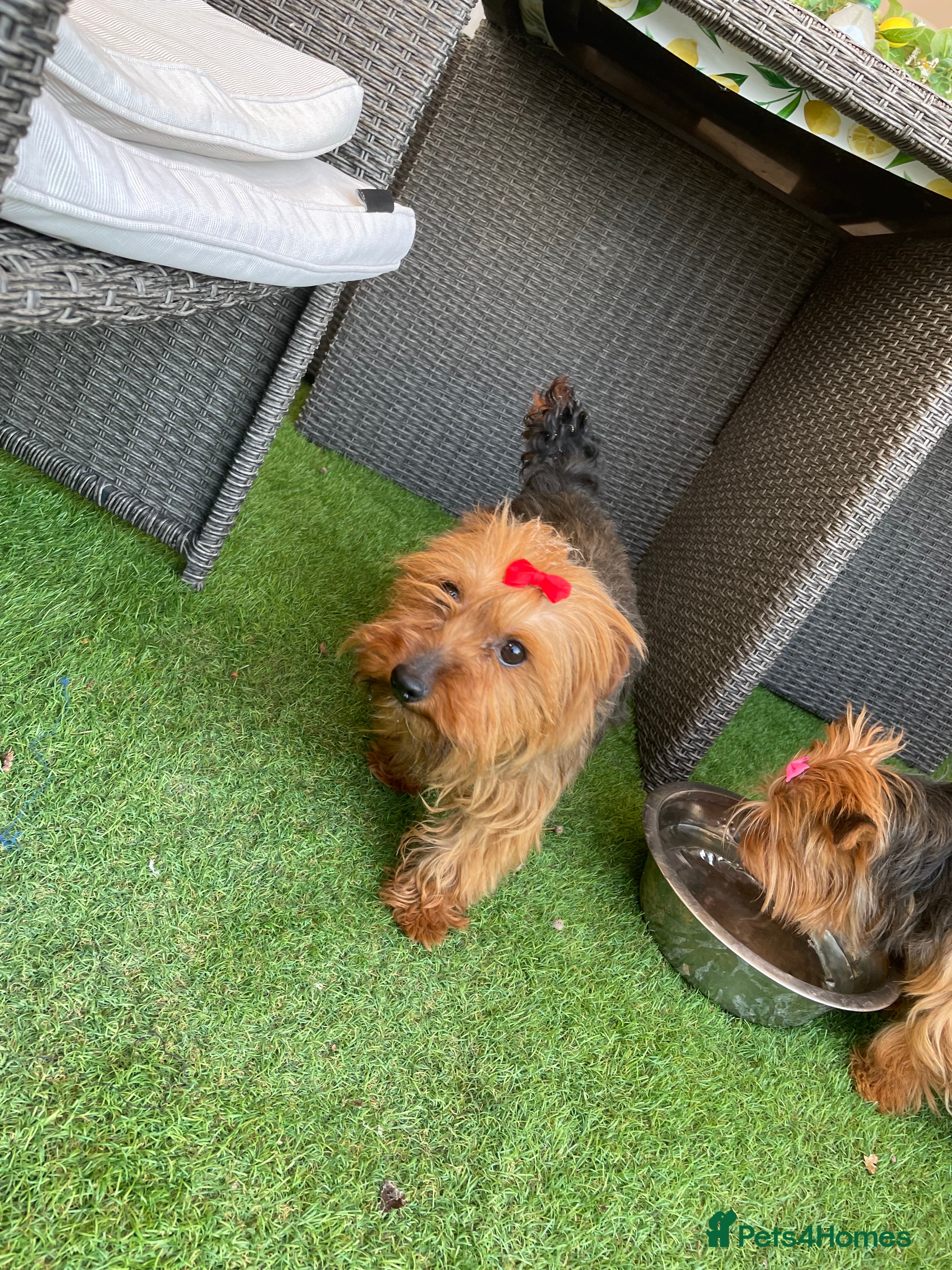 Yorkshire Terrier dogs Yorkshire terrier puppy in Taunton - Advert 1