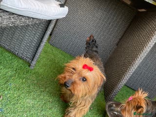 Yorkshire Terrier dogs Yorkshire terrier puppy in Taunton - Advert 7
