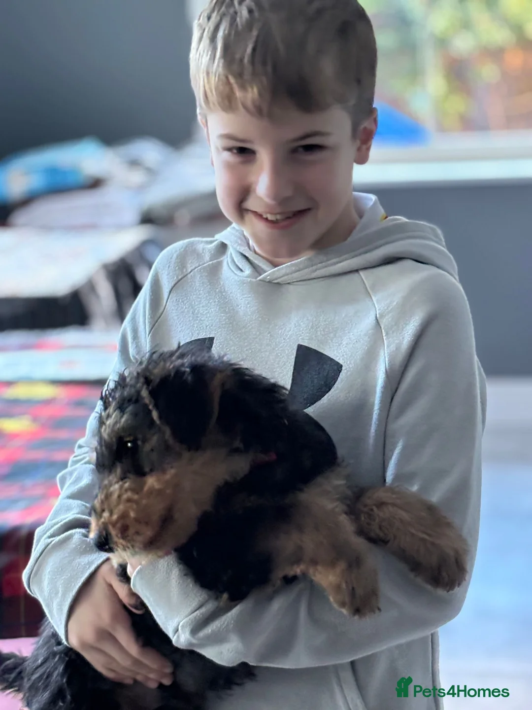 Airedale Terrier dogs for sale: Pure breed Airedale Terriers for sale - Advert 5