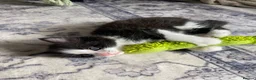 Mixed Breed cats for sale: 2 kittens ready 15/05 in Peterborough - Advert 4
