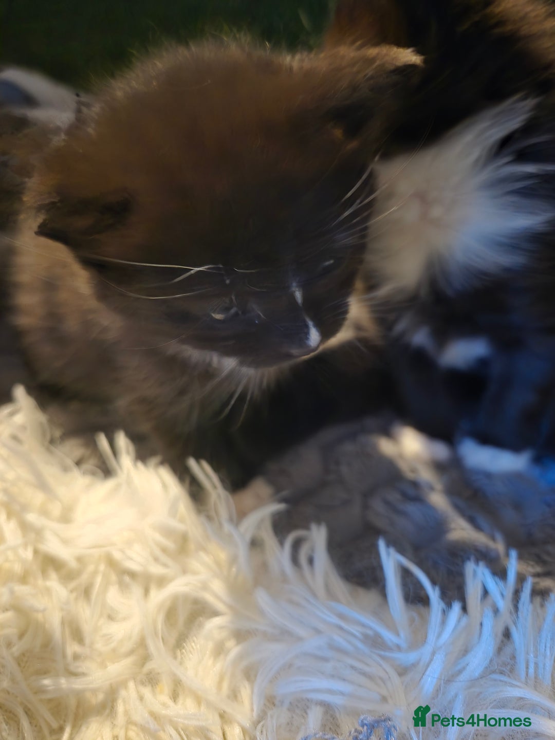 Mixed Breed cats for sale: Siberian ragdoll mixed - Image 8