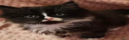 Mixed Breed cats for sale: Persian cross kittens x 5 - Advert 2