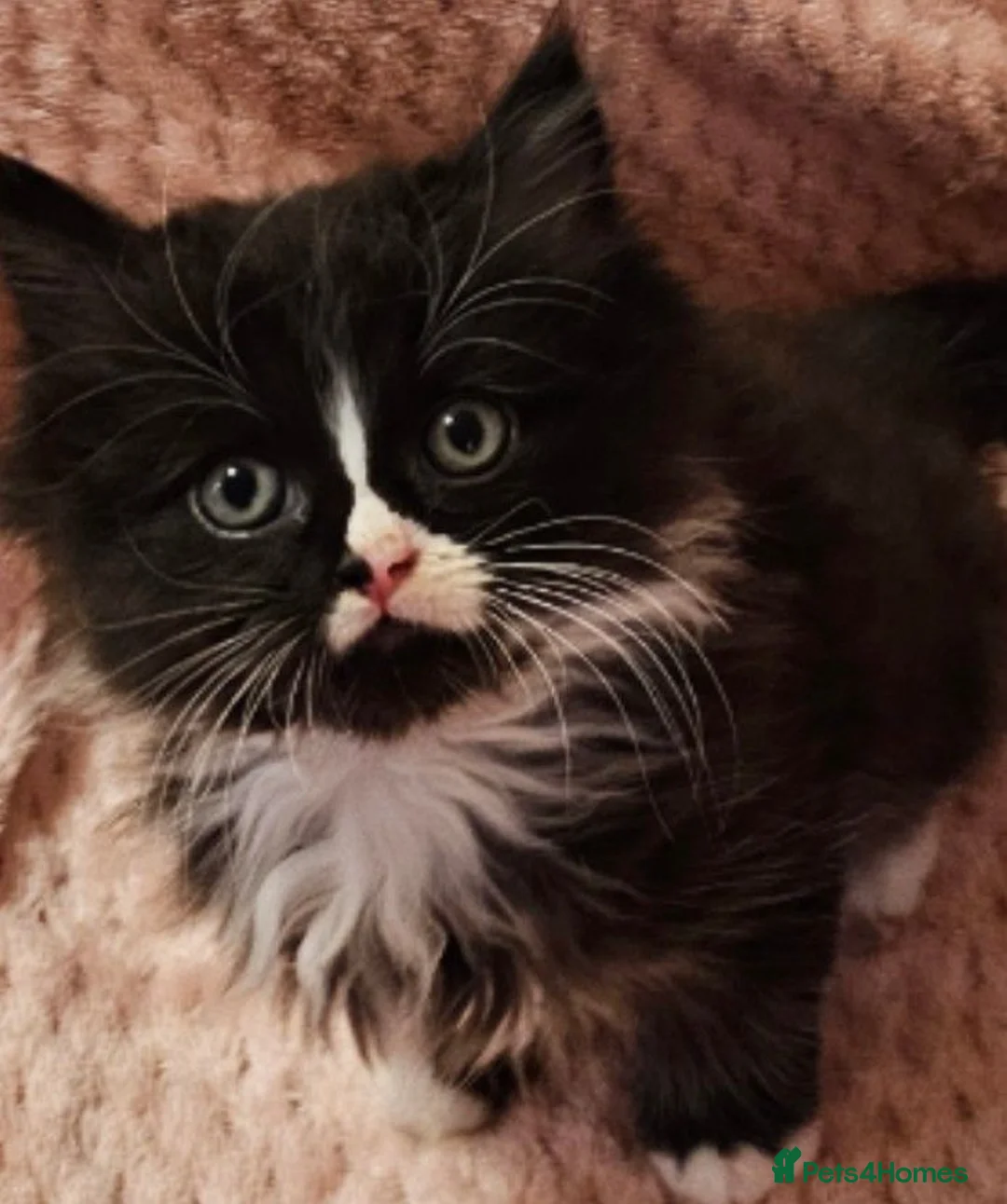 Mixed Breed cats for sale: Persian cross kittens x 5 - Advert 2