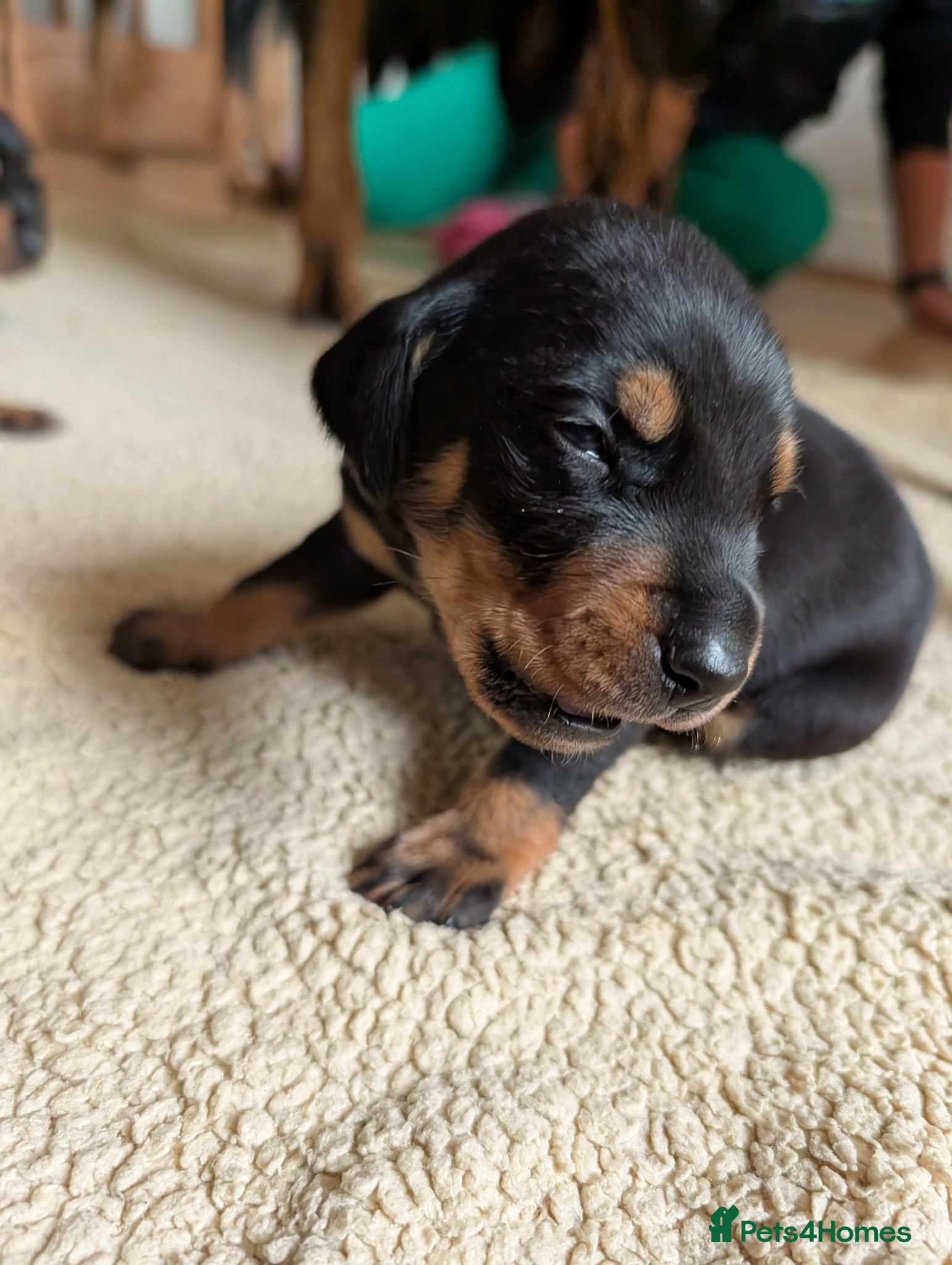 Mixed Breed dogs Lithuanian Hound puppies looking forever home - Advert 2