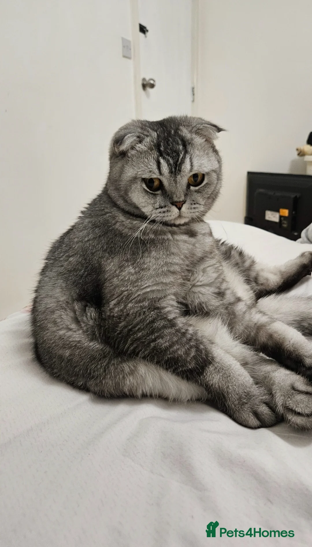 Scottish Fold cats for sale: Beautiful Scottish Fold Boy for Rehoming - Advert 2