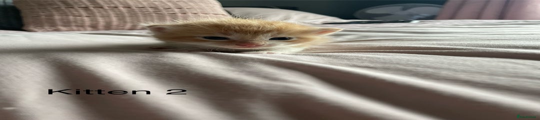 Ragdoll Kitten 2