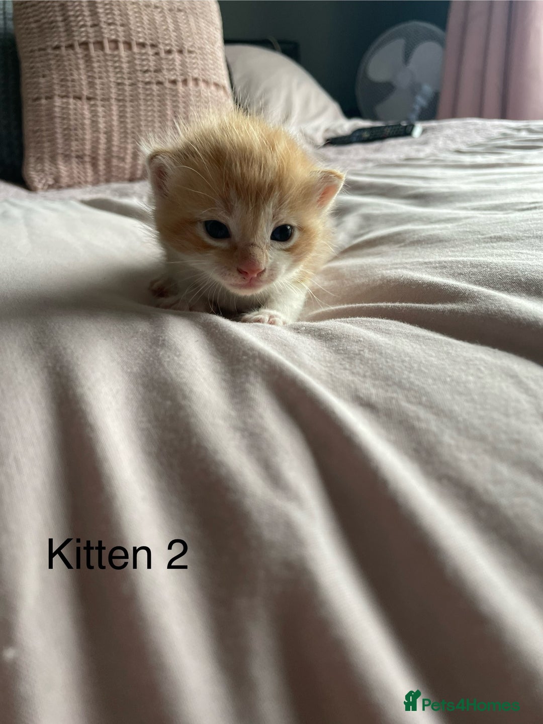 Ragdoll cats for sale: Ragdoll Kittens  - Image 4
