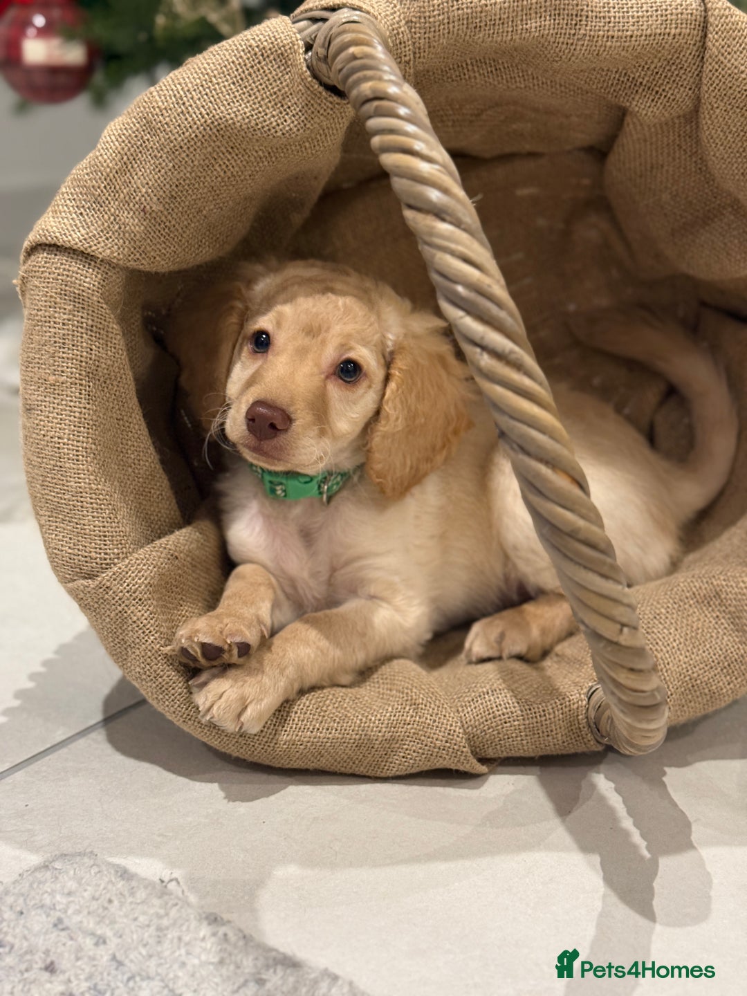 Cockapoo dogs for sale: 3 beautiful Cockapoo boys  - Advert 6