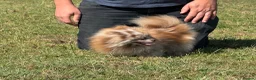 Pomeranian dogs for sale: Petite Adult Chocolate Merle Pomeranian 2.8kg  - Advert 11