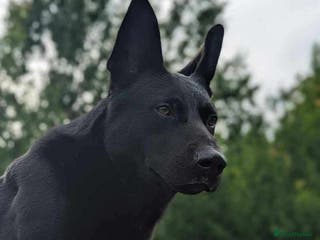 German Shepherd dogs 4-Year-Old Czech Shepherd- Proven Stud (Sheffield) - Advert 5