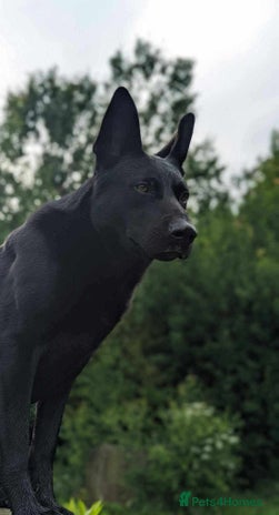 German Shepherd dogs 4-Year-Old Czech Shepherd- Proven Stud (Sheffield) - Advert 1