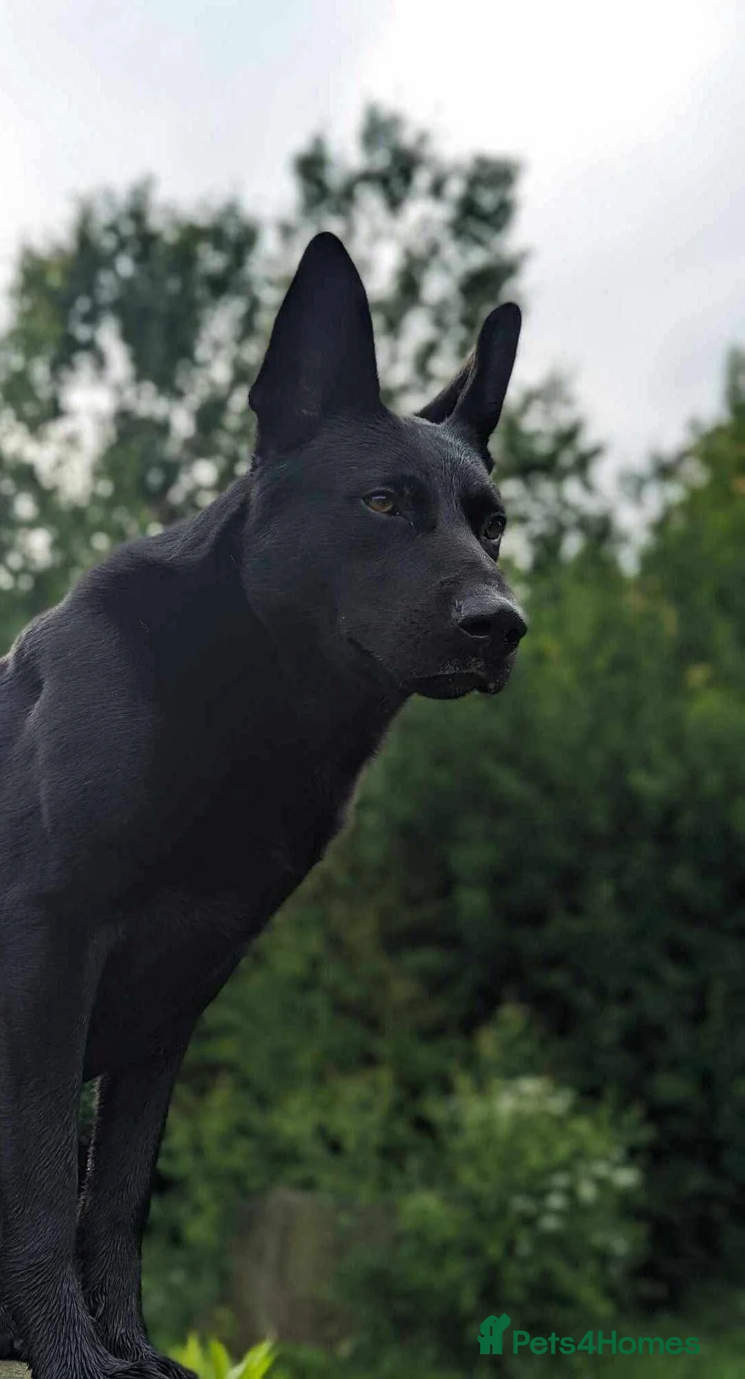 German Shepherd dogs for stud: 4-Year-Old Czech Shepherd- Proven Stud (Sheffield) - Advert 1