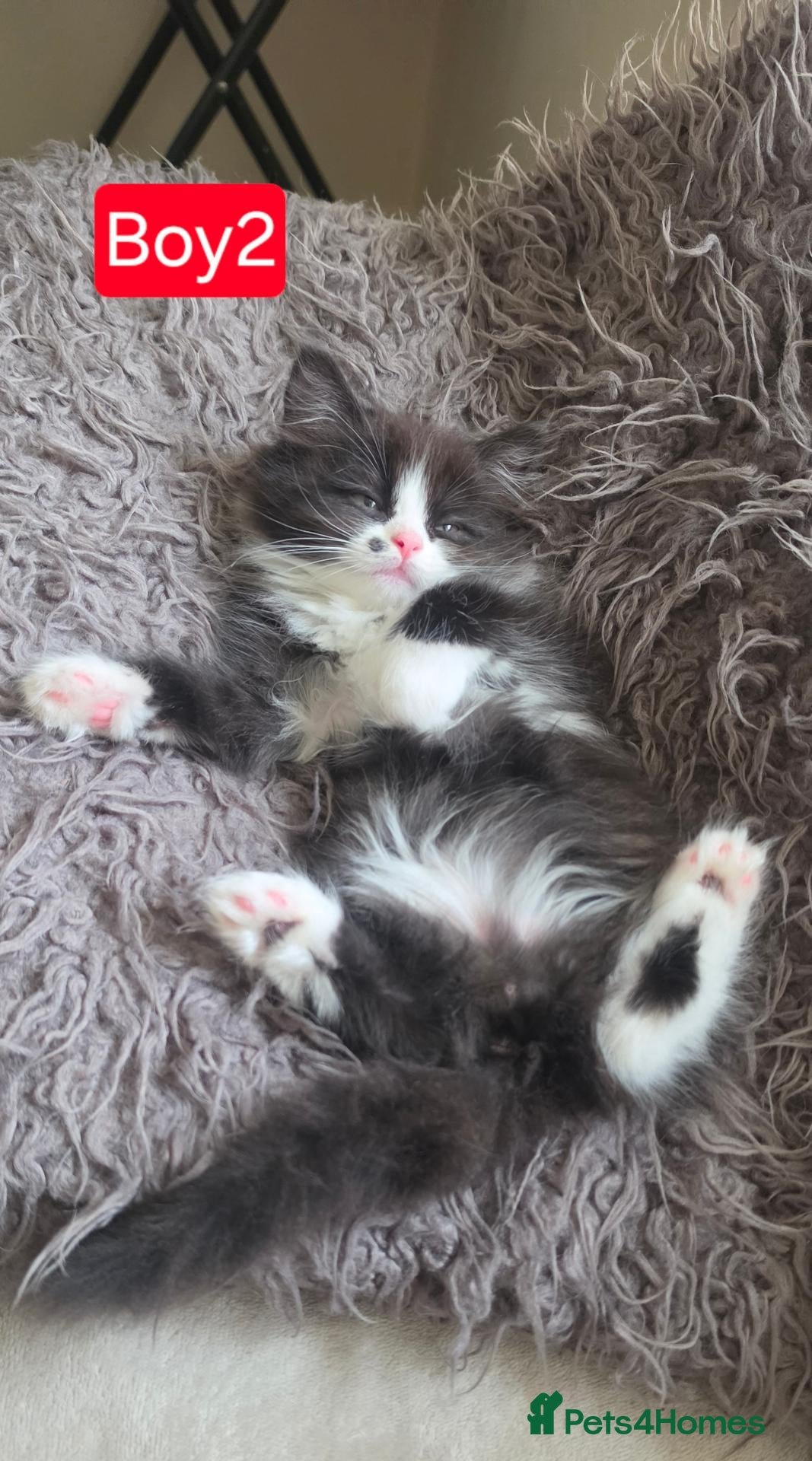 Mixed Breed cats Lovely Persian mix kittens for sale. Ready to go - Advert 1