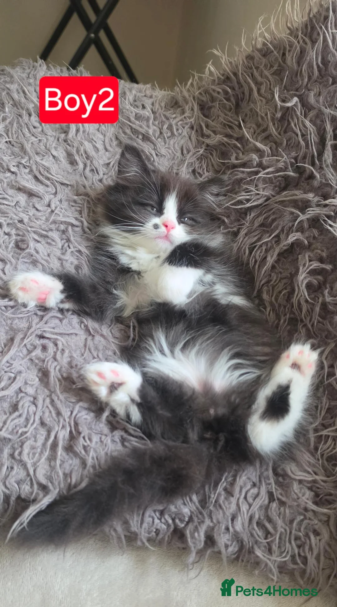 Mixed Breed cats for sale: Lovely Persian mix kittens for sale. Ready to go - Advert 1