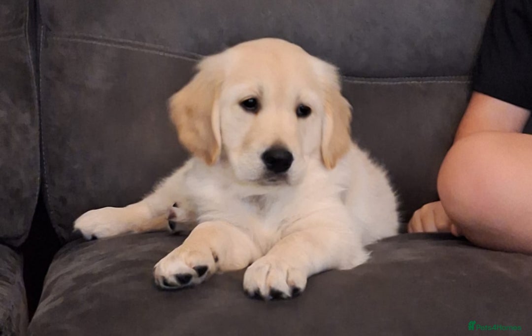 Golden Retriever dogs for sale: Ready to leave KC registered golden retriever - Image 5