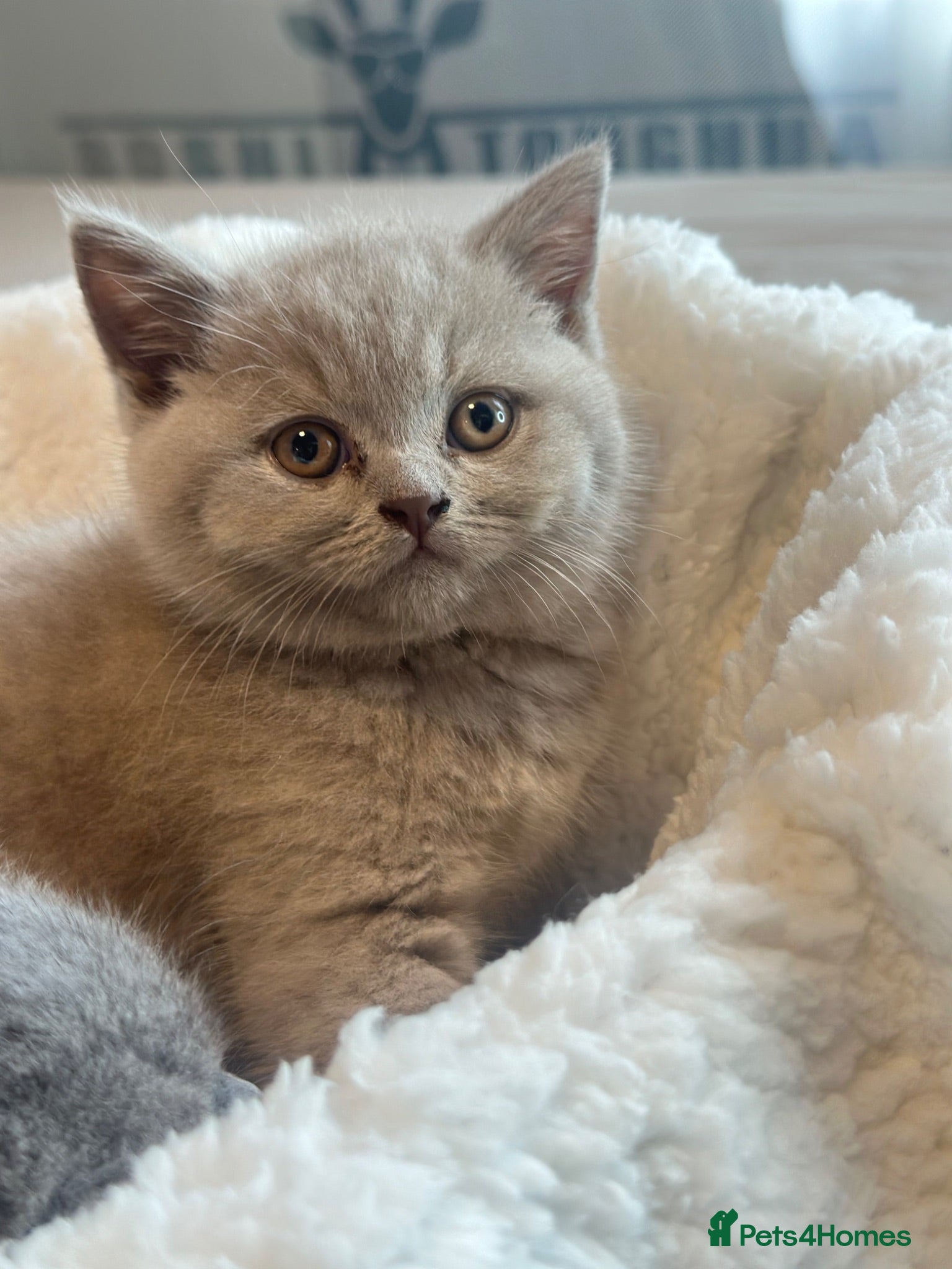 British Shorthair cats GCCF registered kitten - Advert 2
