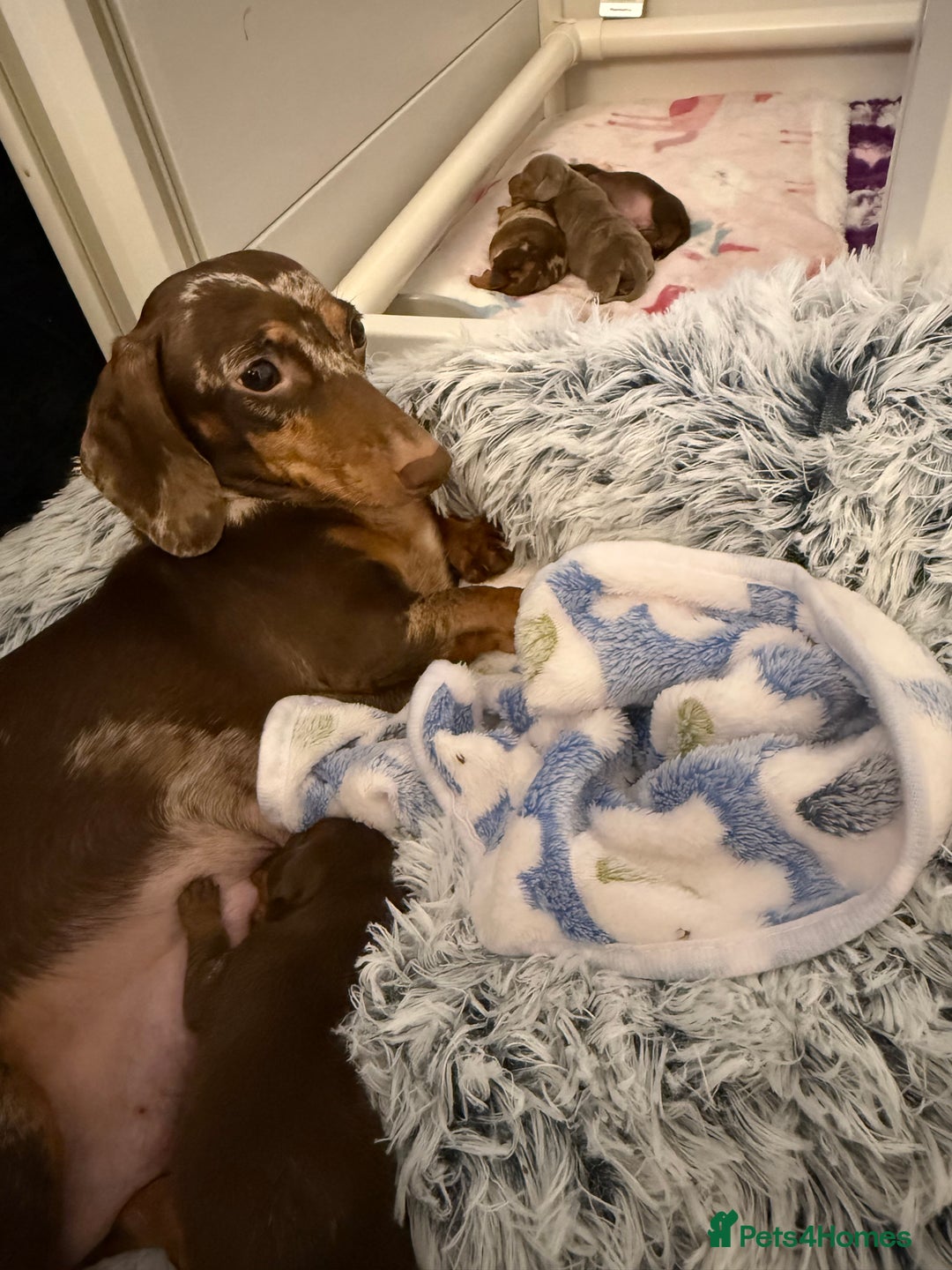 Miniature Dachshund dogs for sale: 🐾🌟KC Reg Miniature Dachshund Puppies🌟🐾 - Advert 13