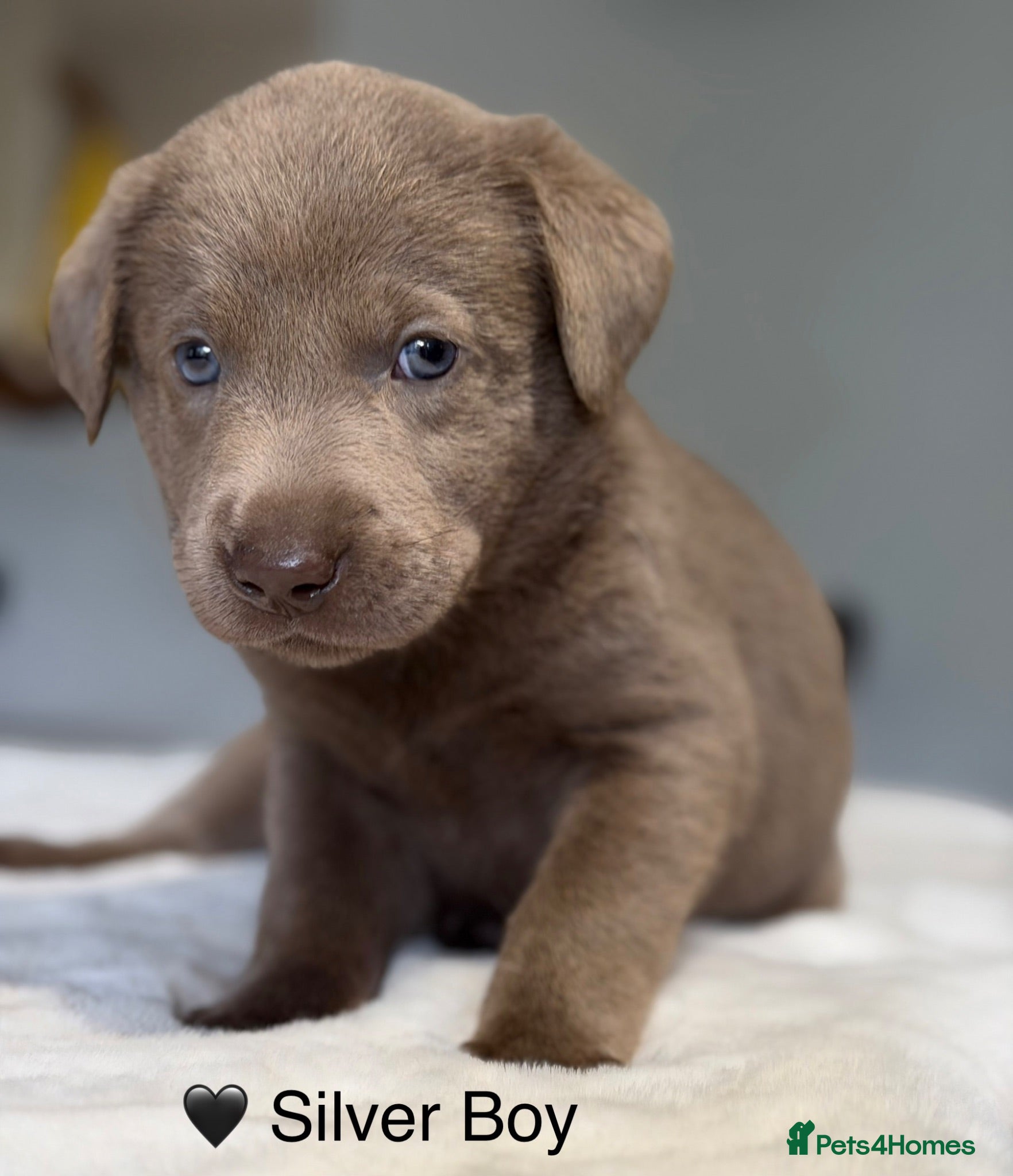 Labrador Retriever dogs Stunning Silver/Charcoal Labrador pups - Advert 2