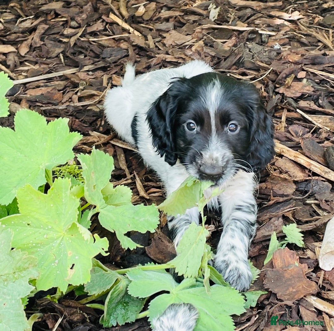Sprocker dogs for sale: Sprocker Spaniel Puppies  in Swansea - Image 3