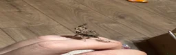 Praying Mantis invertebrates for sale: Ghost mantises for sale  - Advert 2