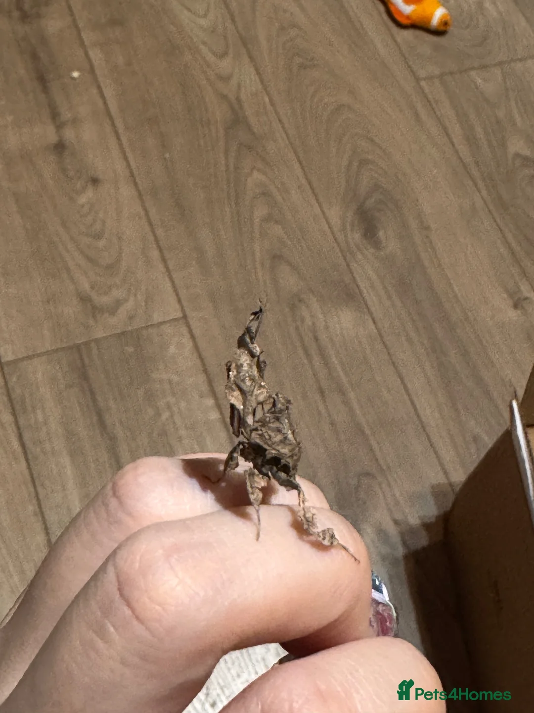 Praying Mantis invertebrates for sale: Ghost mantises for sale  - Advert 2