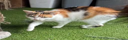 Maine Coon cats for sale: MAINE COON CROSS FEMALE KITTEN - Advert 3