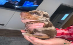 Miniature Dachshund dogs for sale: Kc miniature daschunds - Image 9