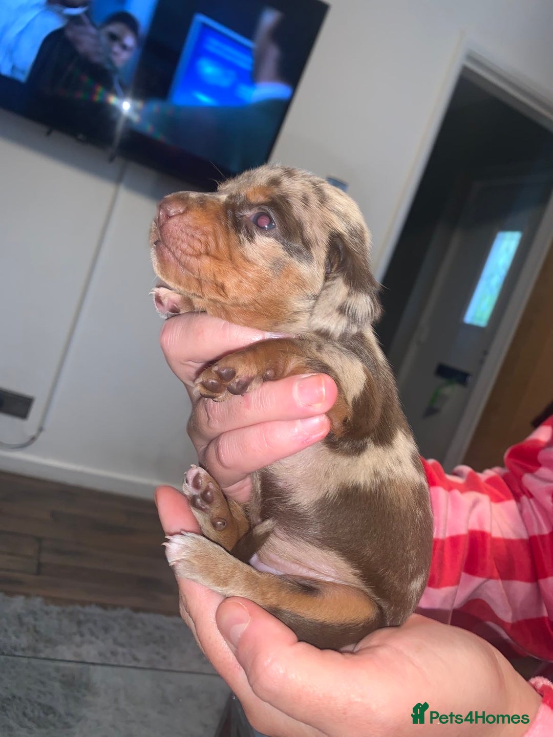 Miniature Dachshund dogs for sale: Kc miniature daschunds - Image 9