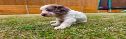 Cockapoo dogs for sale: Beautiful Cockapoo Babies 🐾🐾🐾 - Advert 18