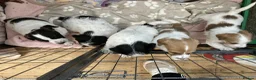 Jackapoo dogs for sale: BEAUTIFUL LITTER OF JACKAPOO PUPPIES in Crediton - Advert 17