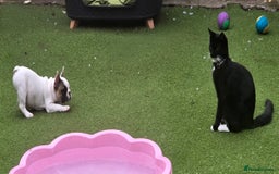French Bulldog dogs for sale: Adorable Frenchie Puppies Seeking Forever Homes - Image 23