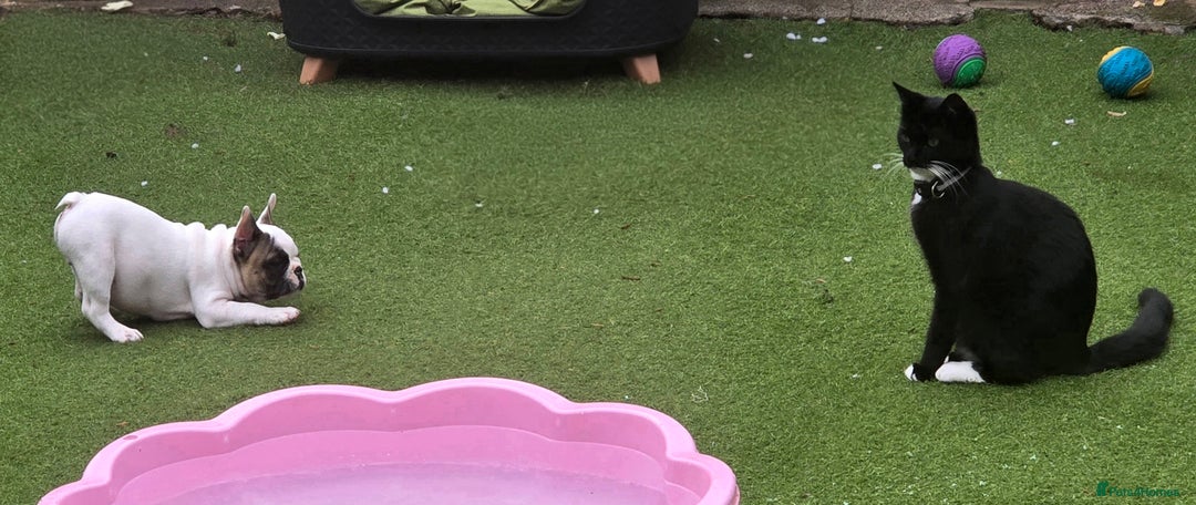 French Bulldog dogs for sale: Adorable Frenchie Puppies Seeking Forever Homes - Image 23