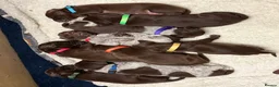 German Shorthaired Pointer dogs for sale: KC registered German Shorthaired Pointers - Advert 23