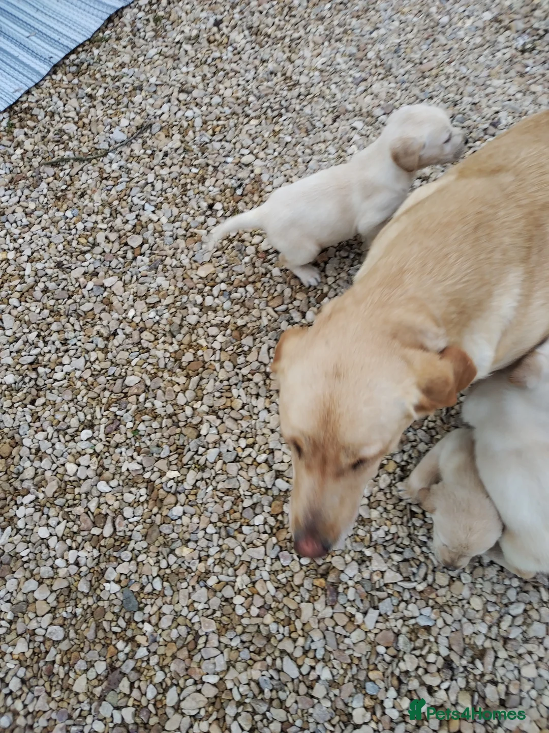Labrador Retriever dogs for sale: Labrador puppys - Advert 5