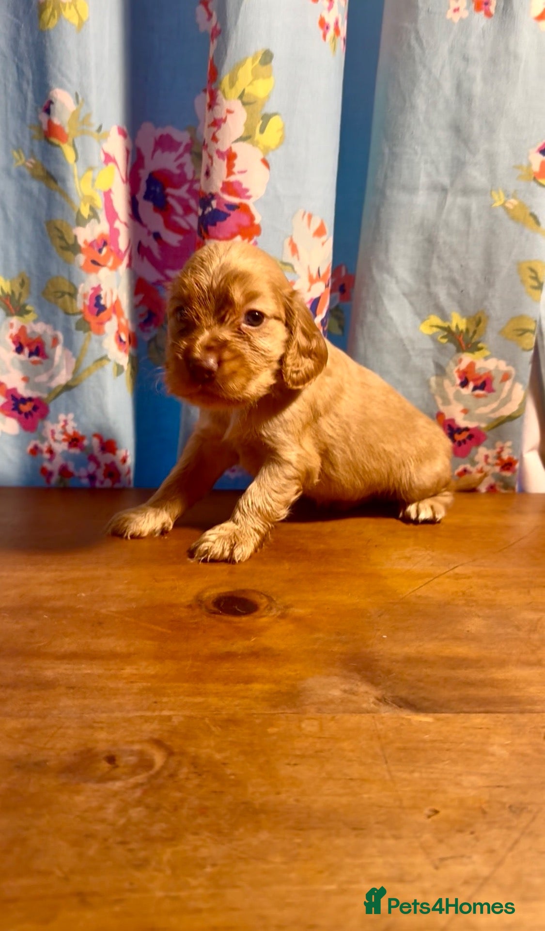 Cocker Spaniel dogs for sale: 💕1 remaining male Show cockerspaniel baby 💕 - Advert 9