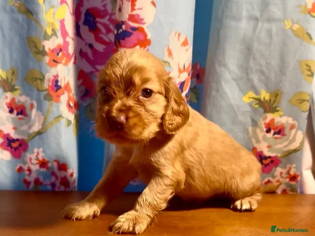 Cocker Spaniel dogs for sale: 💕1 remaining male Show cockerspaniel baby 💕 - Advert 17