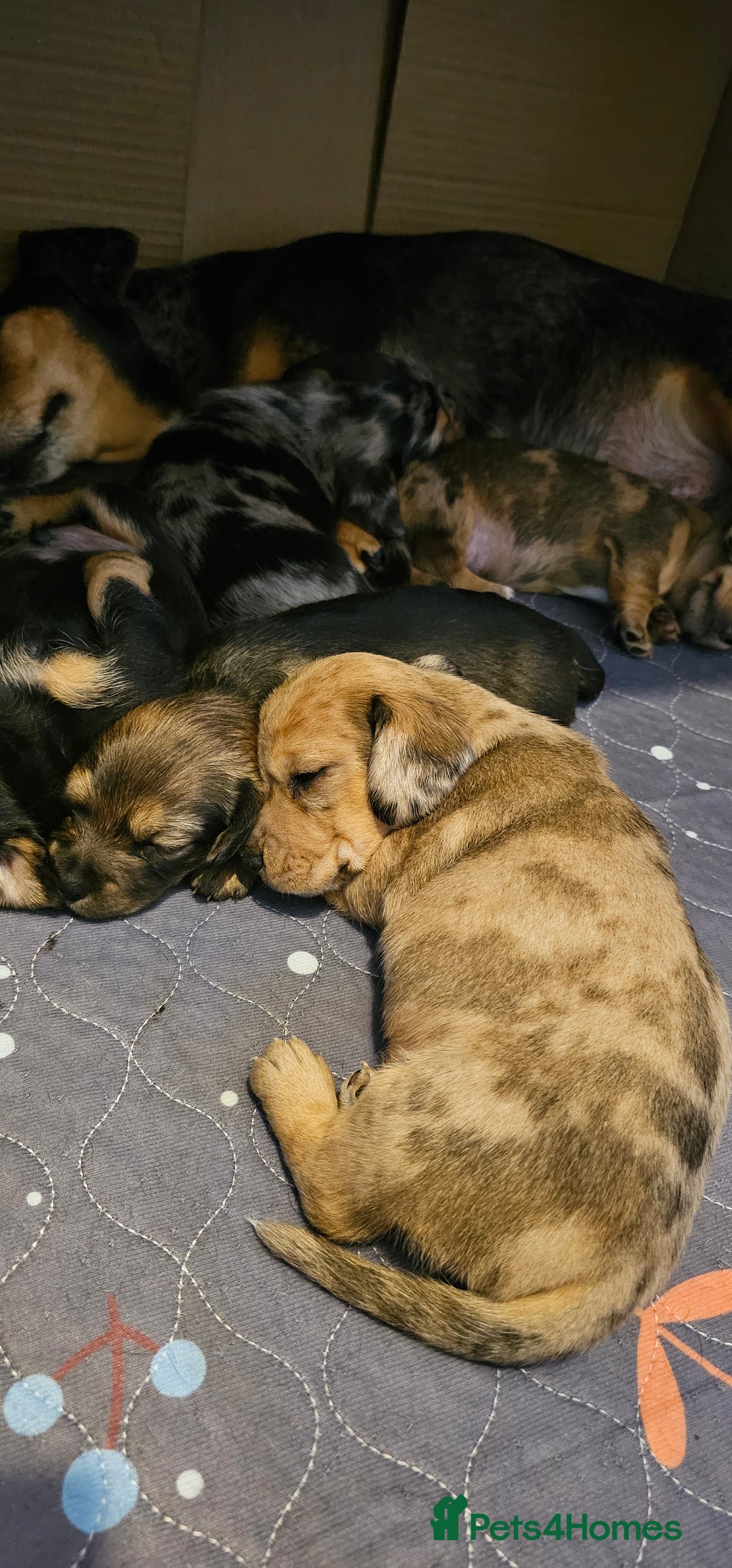 Miniature Dachshund dogs for sale: Daxie medium coat puppies dapples and black & tan  - Image 5