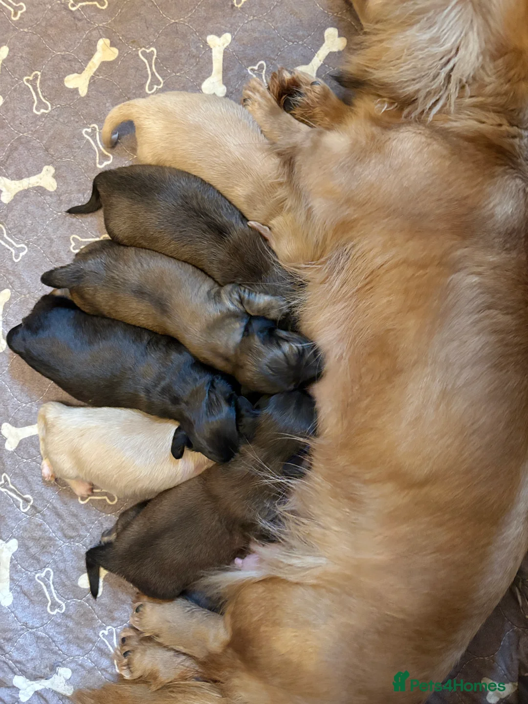 Miniature Dachshund dogs for sale: KC CREAM LONG HAIRED MINIATURE DACHSHUNDS🤍 - Advert 16